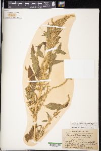 Amaranthus tuberculatus image