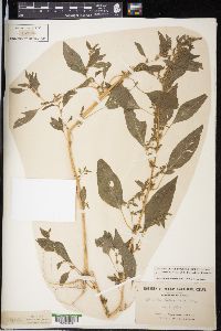 Amaranthus tuberculatus image