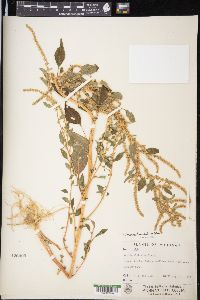 Amaranthus tuberculatus image