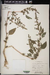 Amaranthus tuberculatus image