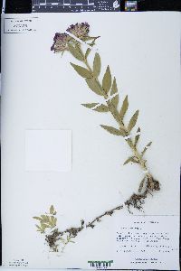 Dianthus barbatus image