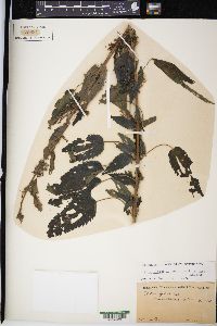 Urtica gracilis image