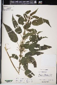 Urtica dioica image