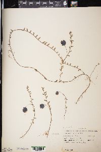 Vaccinium oxycoccos image