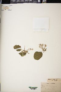 Malus pumila image