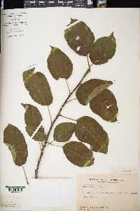 Malus pumila image