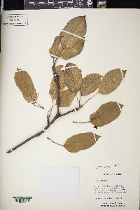 Malus pumila image