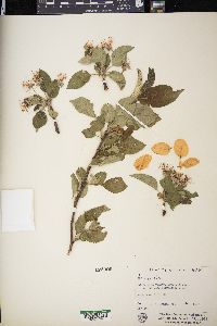 Malus pumila image