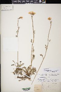 Cardamine pratensis image