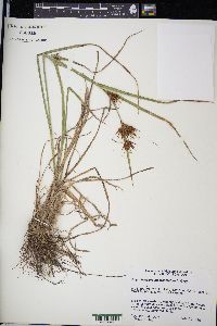 Rhynchospora macrostachya image