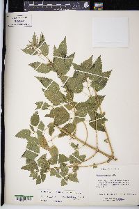 Urtica gracilis image