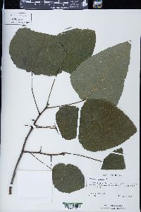 Populus heterophylla image