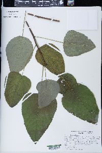 Populus heterophylla image