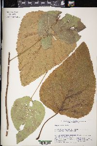 Populus heterophylla image