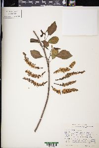 Populus heterophylla image