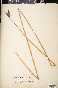 Schoenoplectus acutus image
