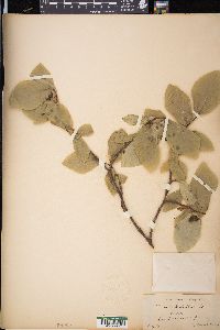 Dirca palustris image
