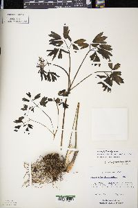 Caulophyllum giganteum image