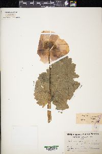 Papaver somniferum image
