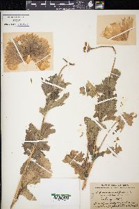 Papaver somniferum image
