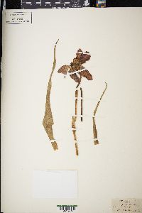 Tulipa gesneriana image
