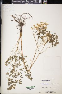 Thalictrum dioicum image