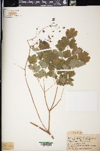 Thalictrum dioicum image