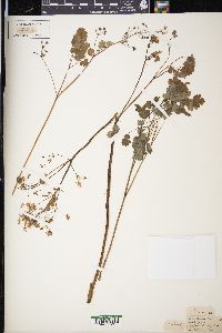 Thalictrum dioicum image