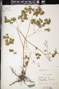 Thalictrum dioicum image