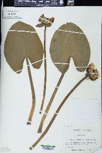 Nuphar advena image