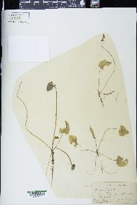 Nuphar advena image