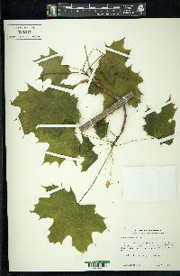 Acer platanoides image