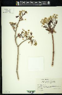 Acer platanoides image