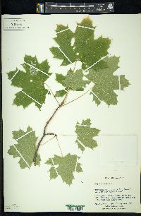 Acer platanoides image