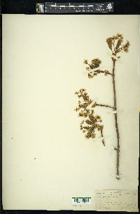 Acer platanoides image