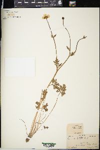 Ranunculus bulbosus image