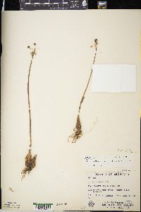Allium burdickii image