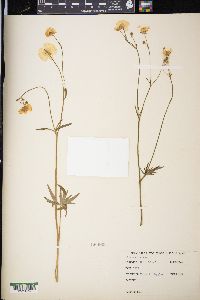 Ranunculus acris image