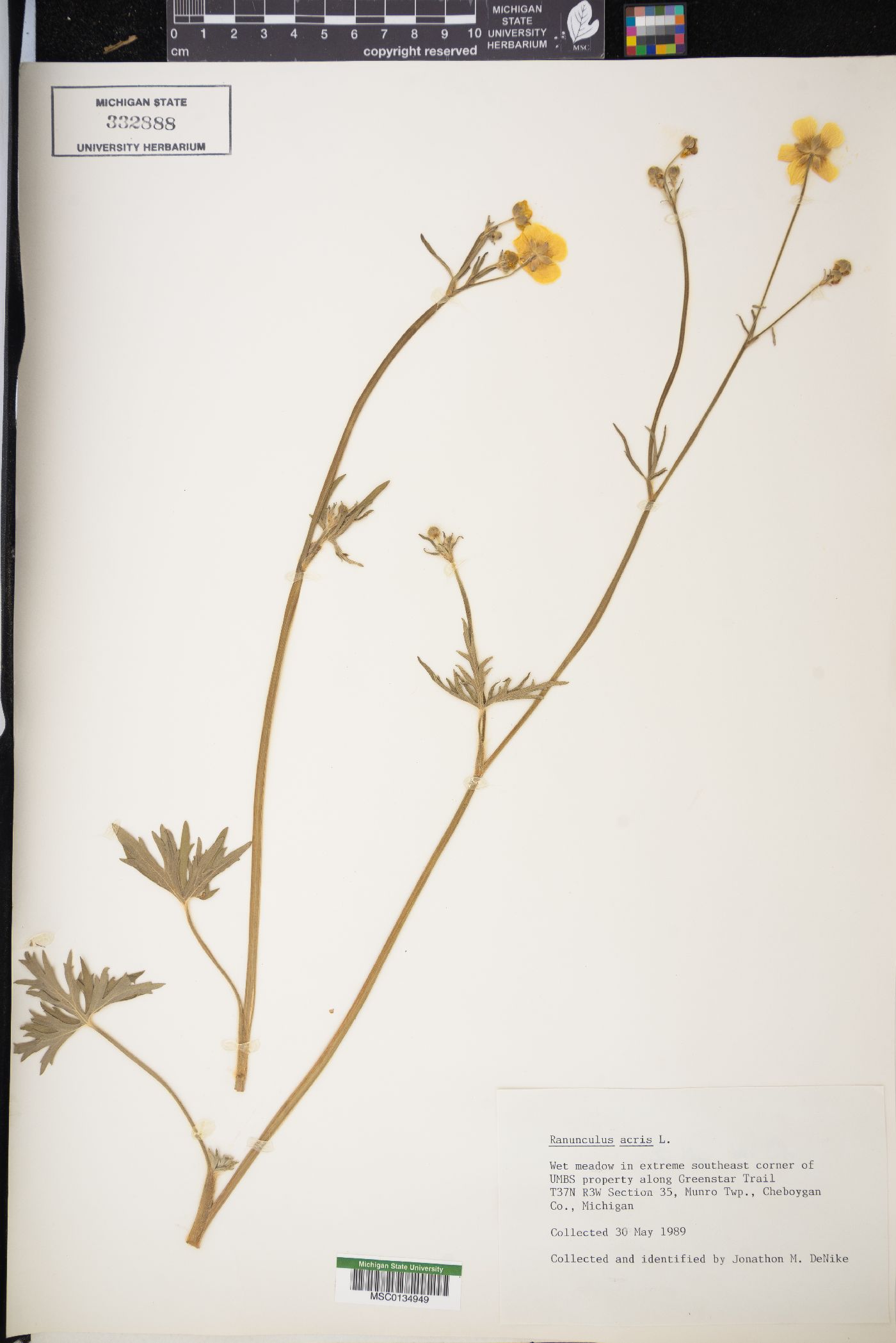 Ranunculus acris var. latisectus image