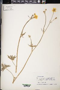 Ranunculus acris image