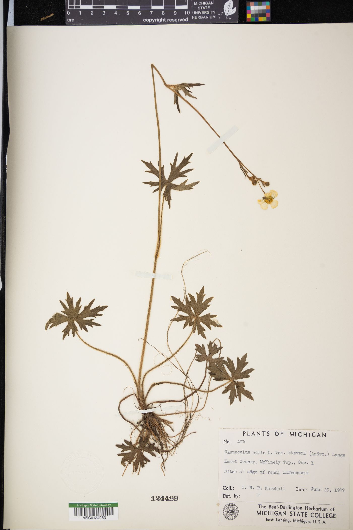 Ranunculus acris var. latisectus image