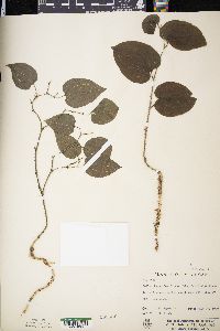 Smilax tamnoides image