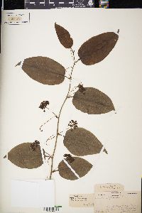 Smilax tamnoides image