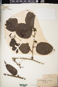Smilax tamnoides image