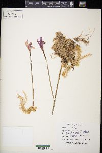 Arethusa bulbosa image