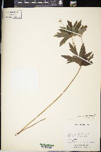 Anemone canadensis image