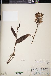 Platanthera ciliaris image