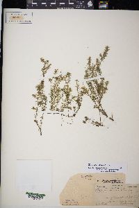 Elodea nuttallii image