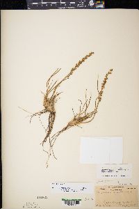 Triglochin maritima image