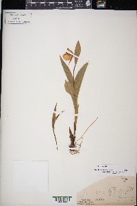 Cypripedium candidum image